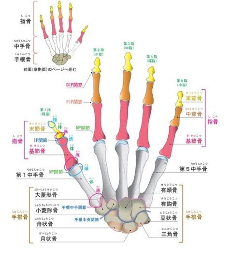 手指第一指節|你需要知道的關於近端、內側和遠端指骨的一切